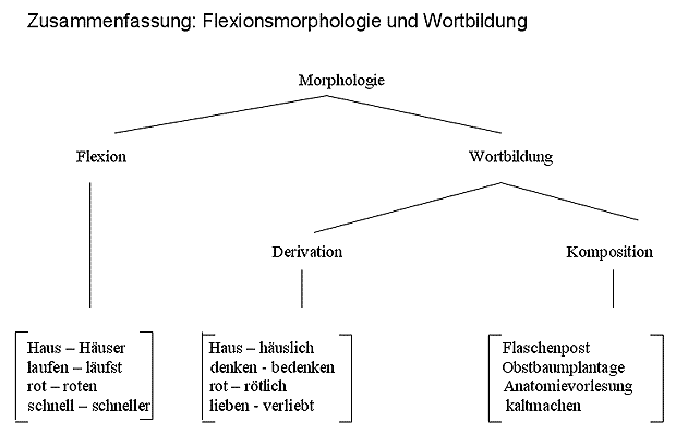 Morphologie